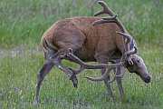 Das Geweih vom Rothirsch dient nicht nur dem Kampf und der Verteidigung, Cervus elaphus, The antlers of the male Red Deer are used not only for combat and defence