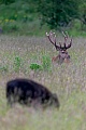 The Red Deer stag is not disturbed by the wild sow