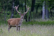 Das leise Ausloesegeraeusch der Kamera wurde vom Rothirsch vernommen, Cervus elaphus, The soft sound of the camera shutter was heard by the Red Deer stag