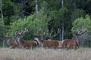 Am spaeten Nachmittag wechselt ein grosses Rudel Rothirsche auf eine Wildwiese, Cervus elaphus, In the late afternoon, a large herd of Red Deer stags moves into a forest meadow