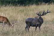 The Red stag visited a wallow a few minutes ago and took a mud bath