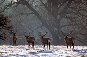 Rothirsch bis zum Beginn der Brunft aendert sich die soziale Rangordnung in einem Hirschrudel mehrmals - (Foto Rothirschrudel im Winter), Cervus elaphus, Red Deer is one of the largest deer species - (Photo Red Deer stags in winter)