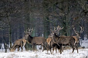 Rothirsch bis zum Beginn der Brunft aendert sich die soziale Rangordnung in einem Hirschrudel mehrmals - (Foto Rothirschrudel im Winter), Cervus elaphus, Red Deer is one of the largest deer species - (Photo Red Deer stags in winter)