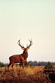 Rothirsch durch verschiedene Verhaltensweisen wird die soziale Rangordnung im Hirschrudel festgelegt - (Foto Rothirsch im Abendlicht), Cervus elaphus, Red Deer is one of the largest deer species - (Photo Red Deer stag in the rut)