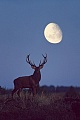 Rothirsch durch verschiedene Verhaltensweisen wird die soziale Rangordnung im Hirschrudel festgelegt (M) - (Foto Rothirsch und Mond), Cervus elaphus, Red Deer is one of the largest deer species (M) - (Photo Red Deer stag and moon)