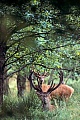 Red Deer the velvet helps to protect newly forming antlers - (Photo stags with velvet antlers)