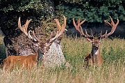 Rothirsch bis zum Beginn der Brunft aendert sich die soziale Rangordnung in einem Hirschrudel mehrmals - (Foto Rothirsche im Bast), Cervus elaphus, Red Deer is one of the largest deer species - (Photo Red Deer stags with velvet antlers)