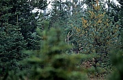 Rothirsch, die heute ueblichen Jagdmethoden sind die Ansitzjagd und die Drueckjagd - (Foto Rothirsch perfekt getarnt), Cervus elaphus, Red Deer is one of the largest deer species - (Photo Red Deer stag in the rut)