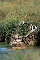 Rotwild, das aelteste bekannte Jagdbuch befasst sich auch mit der Jagd auf den Rothirsch und stammt aus dem 4. Jahrhundert vor Christus - (Foto Rothirsch in einem Teich), Cervus elaphus, Red Deer only mature stags hold groups of hinds and calves in the rut - (Photo stag in a pond)