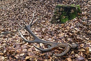 Rothirschgeweih - Abwurfstange  -  (Originalfundort), Cervus elaphus, Red Deer antlers - (Original place of finding)