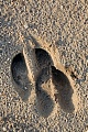 Rothirschspuren im Duenensand  -  Rothirschfaehrten, Cervus elaphus, Red Deer tracks in dune sand  -  Red Deer spoor - Red Deer footprint - Red Deer trail