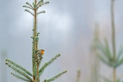 Das Rotkehlchen hat eine Fluegelspannweite von 20 - 22 Zentimetern  -  (Foto Rotkehlchen im Spaetherbst), Erithacus rubecula, The European Robin has a wingspan of 20 - 22 centimeters  -  (Ruddock - Photo European Robin in late autumn)