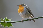 The European robin is one of a few songbird species whose song can also be heard frequently in winter