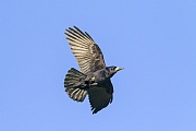 Saatkraehe, in der Regel werden 3 - 5 Eier gelegt  -  (Foto Saatkraehe im Flug), Corvus frugilegus, Rook lays usually 3 to 5 eggs  -  (Photo Rook adult bird in flight)