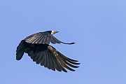 Saatkraehe, die Jungvoegel werden von beiden Elterntieren mit Nahrung versorgt  -  (Foto Saatkraehe Flugfoto), Corvus frugilegus, Rook, both adults feed the young  -  (Photo Rook in flight)