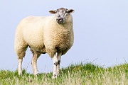 Hausschaf, ein kastriertes Maennchen wird Hammel genannt  -  (Foto Mutterschaf auf einem Deich an der Deutschen Nordseekueste), Ovis gmelini aries, Domestic Sheep, a castrated male is a wether  -  (Photo Domestic Sheep ewe on the German North Sea coast)