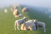 Hausschaf - Laemmer spielen auf dem Ruecken der Mutter auf einem Deich an der Nordsee, Ovis gmelini aries, Domestic Sheep - Lambs playing on the mothers back on a dyke at the North Sea