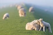 Hausschaf - Laemmer spielen auf dem Ruecken der Mutter auf einem Deich an der Nordsee, Ovis gmelini aries, Domestic Sheep - Lambs playing on the mothers back on a dyke at the North Sea