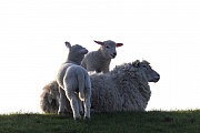 Hausschaf - Laemmer spielen auf dem Ruecken der Mutter, Ovis gmelini aries, Domestic Sheep - Lambs playing on the mothers back