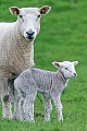 Hausschaf - Mutterschaf mit einem vor einigen Stunden geborenen Lamm, Ovis gmelini aries, Domestic Sheep - Ewe with lamb born a few hours ago