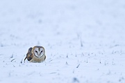 Schleiereule, ihr Flug ist geraeuschlos wie der aller Eulenarten  -  (Foto Schleiereule auf einer schneebeckten Wiese), Tyto alba, Barn Owl flies silently  -  (Common Barn Owl - Photo Barn Owl on a snow-covered meadow)