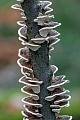 Turkey Tail grows in tiled layers on the dead branch of a Common Beech