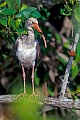 Schneesichler erreichen eine Fluegelspannweite von 90 - 105 cm  -  (Foto Schneesichler im Jugendkleid in den Everglades), Eudocimus albus, American White Ibis has a wingspan of 90 to 105 cm  -  (Photo American White Ibis immature in the Everglades)