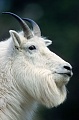 Schneeziegenbock steht auf einem Felsvorsprung & beobachtet die Umgebung - (Bergziege), Oreamnos americanus, Mountain Goat billie standing on a rock shelter & observing his environment - (Rocky Mountain Goat)