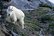 Mountain Goat billie standing in a crag & observing his environment - (Rocky Mountain Goat)