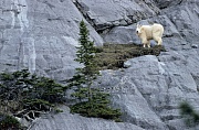 Schneeziegenbock steht in einer Felswand & beobachtet die Umgebung - (Bergziege), Oreamnos americanus, Mountain Goat billie standing in a crag & observing his environment - (Rocky Mountain Goat)