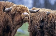 Schottisches Hochlandrind, das Fleisch ist sehr cholesterinarm - (Foto flehmender Bulle und Kalb), Bos primigenius taurus - Bos taurus, Highland Cattle, their meat is low in cholesterol - (Photo flehming bull and calf)