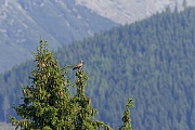 Schreiadler erreichen eine Fluegelspannweite von 146 - 168 cm  -  (Foto Schreiadler im Tatra-Nationalpark), Clanga pomarina, Lesser Spotted Eagle reach a wingspan of 146 to 168 cm  -  (Photo Lesser Spotted Eagle in the Tatra-National Park)
