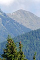 Schreiadler erreichen eine Koerperlaenge von 55 - 67 cm  -  (Foto Schreiadler im Tatra-Nationalpark in der Slowakei), Clanga pomarina, Lesser Spotted Eagle reach a body lenght of 55 to 67 cm  -  (Photo Lesser Spotted Eagle in Slovakia)