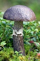 Schwarzhuetiger Birkenpilz ist ein sehr guter Speisepilz  -  (Schwaerzlicher Birkenpilz - Foto Schwarzhuetiger Birkenpilz in der schwedischen Tundra), Leccinum melaneum  -  (Leccinum scabrum var.melaneum), Black birch-Bolete is an edible mushroom  -  (Photo Black birch-Bolete in the swedish tundra)