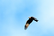 Schwarzmilan, die Fluegelspannweite variiert zwischen 120 - 150cm  -  (Schwarzer Milan - Foto Schwarzmilan Flugfoto), Milvus migrans, Black Kite, the wingspan range from 120 to 150cm  -  (Photo Black Kite in flight)