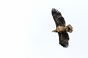 Seeadler, die Jungvoegel verlassen nach 11 - 12 Wochen den Horst  -  (Foto Seeadler Jungvogel im Flug), Haliaeetus albicilla, White-tailed Eagle, the young take about 11 to 12 weeks to fledge  -  (White-tailed Sea Eagle - Photo White-tailed Eagle immature in flight)