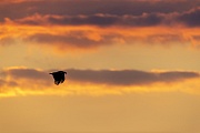 Seeadler erreichen ein Durchschnittsalter von 21 Jahren  -  (Foto Seeadler am Abendhimmel), Haliaeetus albicilla, White-tailed Eagle, the average lifespan is 21 years  -  (Eagle of the rain - Photo White-tailed Eagle in the evening sky)