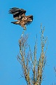 An immature White-tailed Eagle lands on the top of a poplar tree