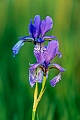 Die Sibirische Schwertlilie erreicht Wuchshoehen von 50 - 120 cm  -  (Wiesen-Schwertlilie - Foto Sibirische Schwertlilie in Polen), Iris sibirica, The Siberian Iris is 50 to 120 cm tall  -  (Siberian Flag - Photo Siberian Iris in Poland)
