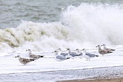 Silbermoewen in unterschiedlichen Alterskleidern warten bei Sturm an einem Strand auf aufgewirbelte Nahrung die angeschwemmt wird, Larus argentatus, European Herring Gulls waiting at a beach for wash up food during a storm