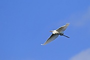 Silberreiher brueten erstmalig in einem Alter von 2 - 3 Jahren  -  (Foto Silberreiher im Flug), Ardea alba, Great Egret begins to breed at 2 to 3 years of age  -  (Large Egret - Photo Great Egret in flight)