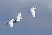 Silberreiher, das Weibchen legt meist 3 - 5 Eier  -  (Foto Silberreiher im Flug), Ardea alba, Great Egret, the female lays 3 to 5 eggs  -  (Large Egret - Photo Great Egrets in flight)