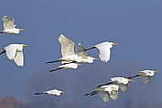 Silberreiher erreichen eine Fluegelspannweite von 145 - 170 cm  -  (Foto Silberreiher kleine Gruppe im Flug), Ardea alba, Great Egret has a wingspan of 145 to 170 cm  -  (Great White Egret - Photo Great Egret flock in flight)