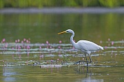 Silberreiher sind sehr gesellige Voegel  -  (Foto Silberreiher auf Fischjagd), Ardea alba, Great Egret is a gregarious species  -  (Common Egret - Photo Great Egret hunting for fish)
