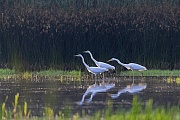 Im Gegensatz zum Graureiher gehen Silberreiher gerne in kleinen Gruppen auf Fischjagd, Ardea alba, In contrast to the Grey Heron, Great Egrets like to go hunting for fish in small groups