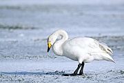 Singschwaene erreichen eine Fluegelspannweite von 100 - 235 cm  -  (Foto Singschwan Altvogel auf einer schneebedeckten Wiese), Cygnus cygnus, Whooper Swan has a wingspan of 200 to 235 cm  -  (Photo Whooper Swan on a snow-covered meadow)