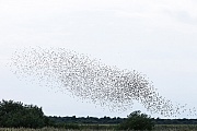 Starling can reach an age of nearly 23 years in the wild  -  (Common Starling - Photo Starling flock of birds murmuration)