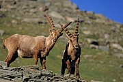 Alpine Ibex buck locking horns - (Steinbock)