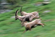 Alpensteinboecke rennen in einer Felswand - (Gemeiner Steinbock), Capra ibex, Alpine Ibex buck running in a crag - (Steinbock)