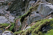 Alpensteinboecke ruhen in einer Felswand - (Gemeiner Steinbock), Capra ibex, Alpine Ibex buck resting in a crag - (Steinbock)